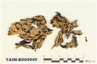 藏品(粉黃袋梅衣)的圖片